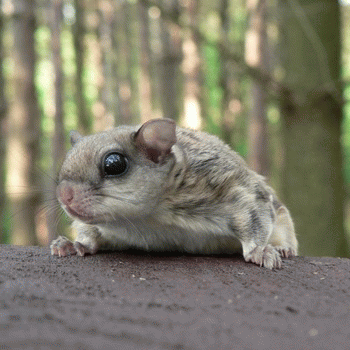 Sloth (USA-2) : Hi! I Love You